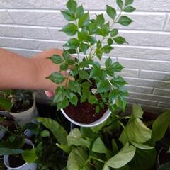 ステレオスペルマム 観葉植物の画像