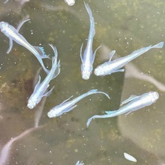 「お盆限定」蒼穹メダカ　1匹の画像