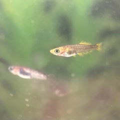 迦羅求羅めだか針子〜稚魚選別漏れ10匹の画像