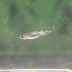 迦羅求羅めだか針子〜稚魚選別漏れ10匹の画像
