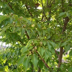 ナツツバキ　夏椿　庭木の画像