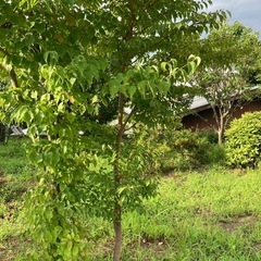 ナツツバキ　夏椿　庭木の画像