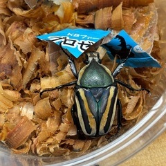 シロヘリミドリツノカナブン タンザニア産 ペアの画像