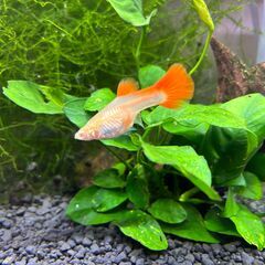 差し上げます　グッピー　RREA　フルレッド　幼魚の画像