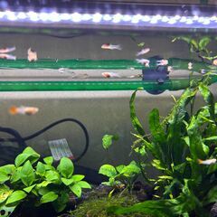 差し上げます　グッピー　RREA　フルレッド　幼魚の画像
