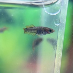 迦羅求羅めだか針子〜稚魚選別漏れ10匹の画像