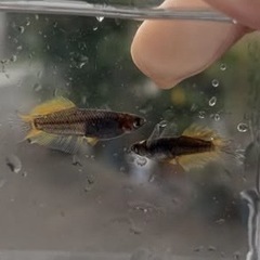 迦羅求羅めだか針子〜稚魚選別漏れ10匹の画像