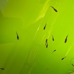 迦羅求羅めだか針子〜稚魚選別漏れ10匹の画像