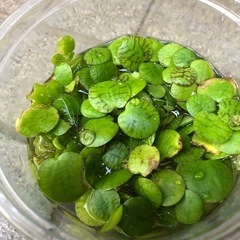 水草＊アマゾンフロックピット+メダカの針子10匹の画像