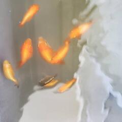らんちゅう９匹(選外3匹含)   1500円の画像