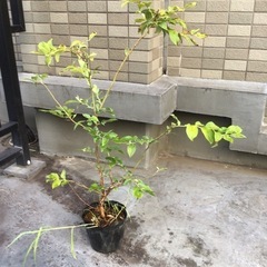 ①ブルーベリー苗木 