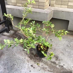 ③
ブルーベリー苗木 