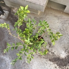 ③
ブルーベリー苗木 の画像