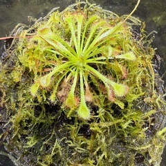 苔テラリウム　食虫植物　モウセンゴケの画像