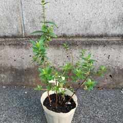 ミソハギの画像
