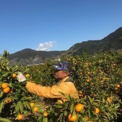 みかん好き必見！収穫と運搬 or 選別と箱詰めの短期バイトの画像
