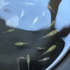 夜桜ゴールドメダカの画像
