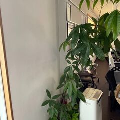 観葉植物　２ｍ超　鉢の画像
