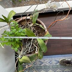 観葉植物　２ｍ超　鉢の画像