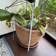 観葉植物　２ｍ超　鉢の画像