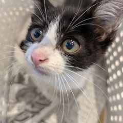 生後2ヶ月メスの子猫ちゃん