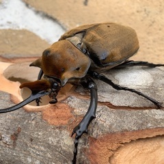 色んな種類のクワガタ、カブトムシ！お子さんのプレゼントに！の画像