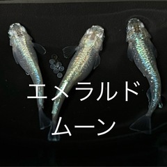メダカ　稚魚10匹レックウザなど、の画像