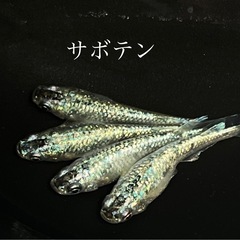 メダカ　稚魚10匹レックウザなど、の画像