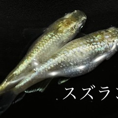 メダカ　稚魚10匹レックウザなど、の画像