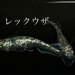 メダカ　稚魚10匹レックウザなど、の画像