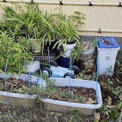 植木鉢、引き取りをおねがいします。の画像