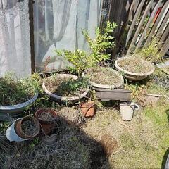 植木鉢、引き取りをおねがいします。の画像