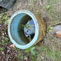 植木鉢、引き取りをおねがいします。の画像