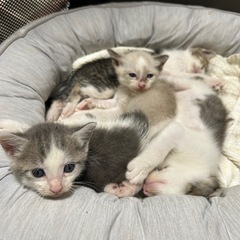 [募集停止]生後1ヶ月の元気な4兄弟🎵