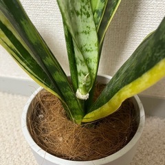 サンセベリア（売り切れ）の画像