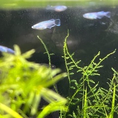 エメキン　メダカの画像