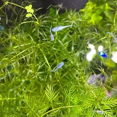 エメキン　メダカの画像