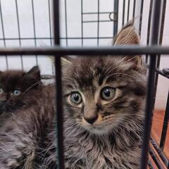 明日の譲渡会に出る子猫ちゃんです
