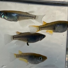 ③ﾚｯﾄﾞｸﾘﾌﾀﾞｰｸﾀｲﾌﾟﾒﾀﾞｶ稚魚12匹の画像