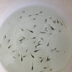 ③ﾚｯﾄﾞｸﾘﾌﾀﾞｰｸﾀｲﾌﾟﾒﾀﾞｶ稚魚12匹の画像
