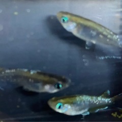 ③ﾚｯﾄﾞｸﾘﾌﾀﾞｰｸﾀｲﾌﾟﾒﾀﾞｶ稚魚12匹の画像