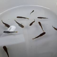 サタン（黄ヒレ）成魚　10匹の画像