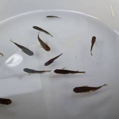 サタン（黄ヒレ）成魚　10匹の画像
