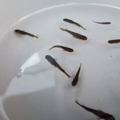 サタン（黄ヒレ）成魚　10匹の画像