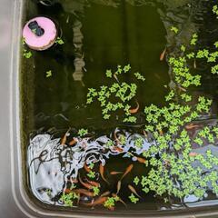 メダカの画像