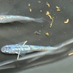 ラメ　メダカ　稚魚　15匹の画像