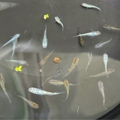 ラメ　メダカ　稚魚　15匹の画像