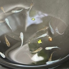 ラメ　メダカ　稚魚　15匹の画像
