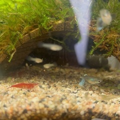 国産グッピー 稚魚~幼魚10匹 ご希望あればミナミヌマエビもの画像