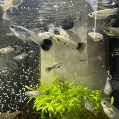 国産グッピー 稚魚~幼魚10匹 ご希望あればミナミヌマエビもの画像